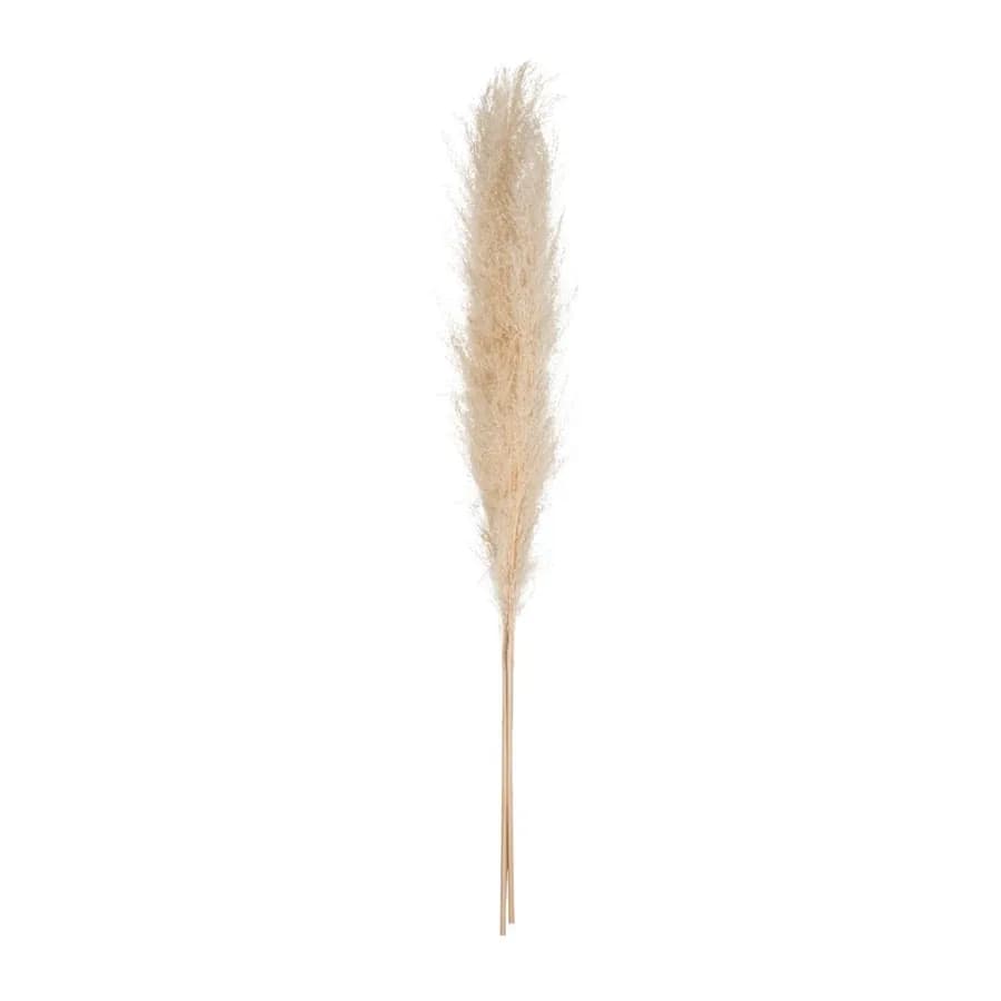 Set 3 rami decorativi di pampa 110h cm naturale