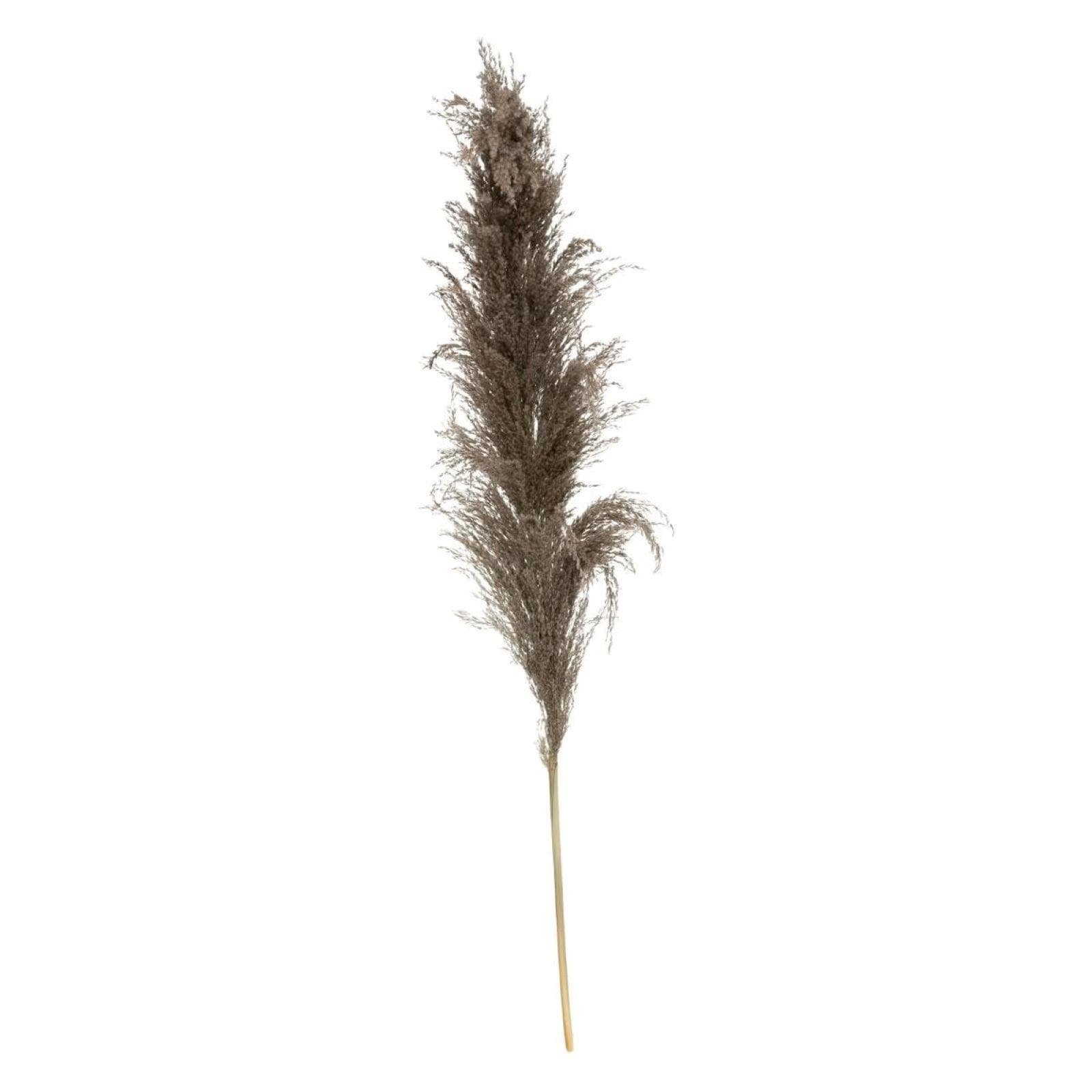 Set 3 rami decorativi di pampa 109h cm grigio tortora