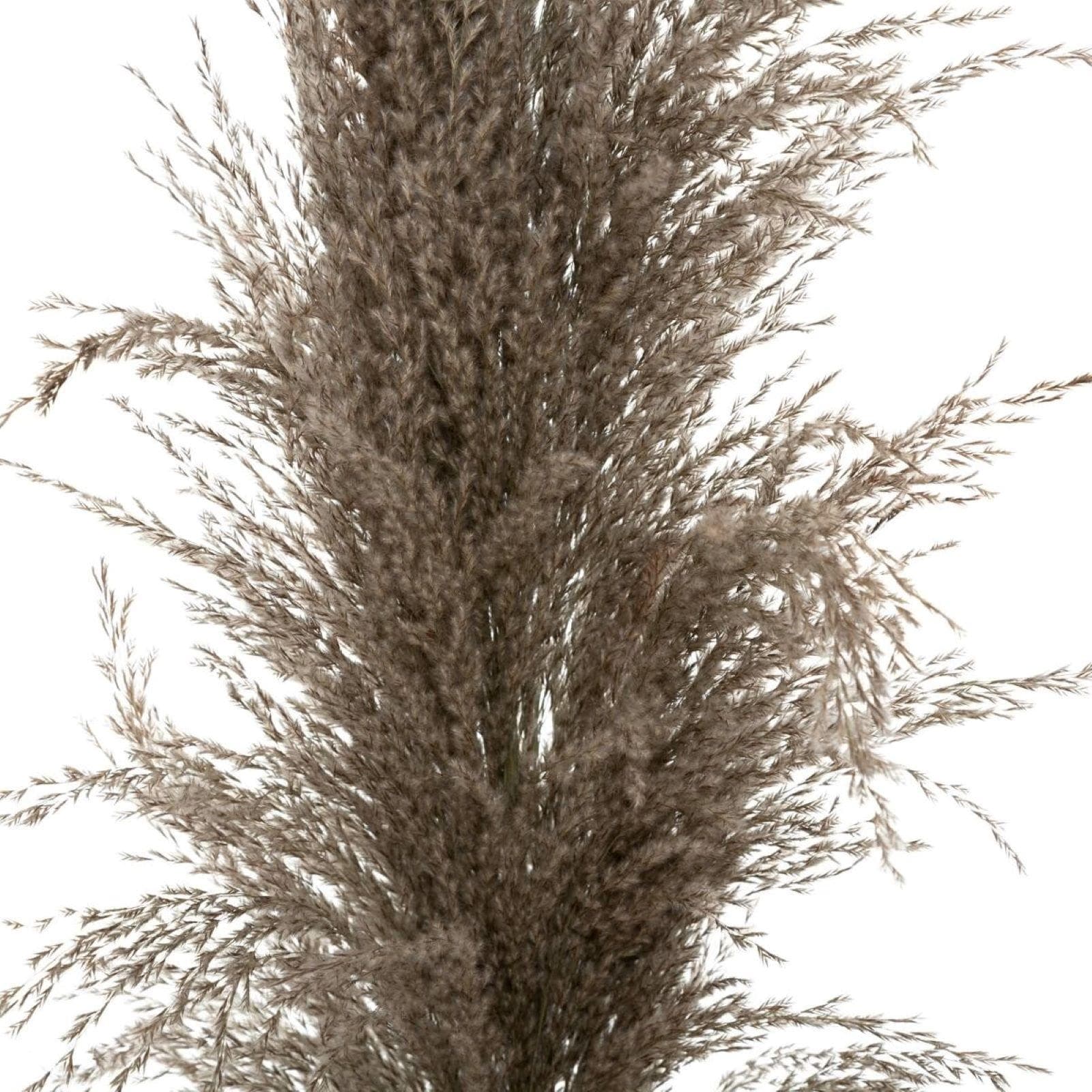 Set 3 rami decorativi di pampa 109h cm grigio tortora